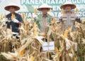 Hadiri Panen Jagung, Wagub Sani Dukung Program Perkuat Kedaulatan Pangan Daerah dan Nasional