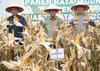 Hadiri Panen Jagung, Wagub Sani Dukung Program Perkuat Kedaulatan Pangan Daerah dan Nasional