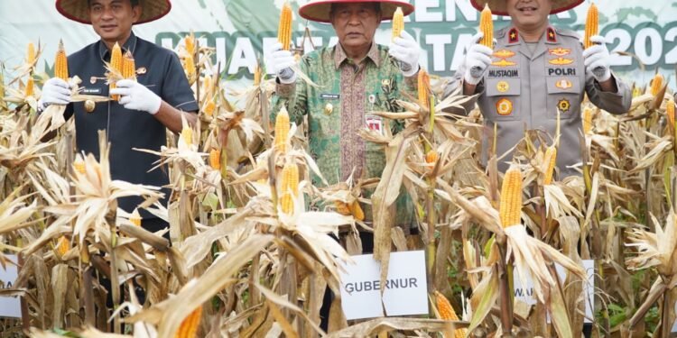 Hadiri Panen Jagung, Wagub Sani Dukung Program Perkuat Kedaulatan Pangan Daerah dan Nasional